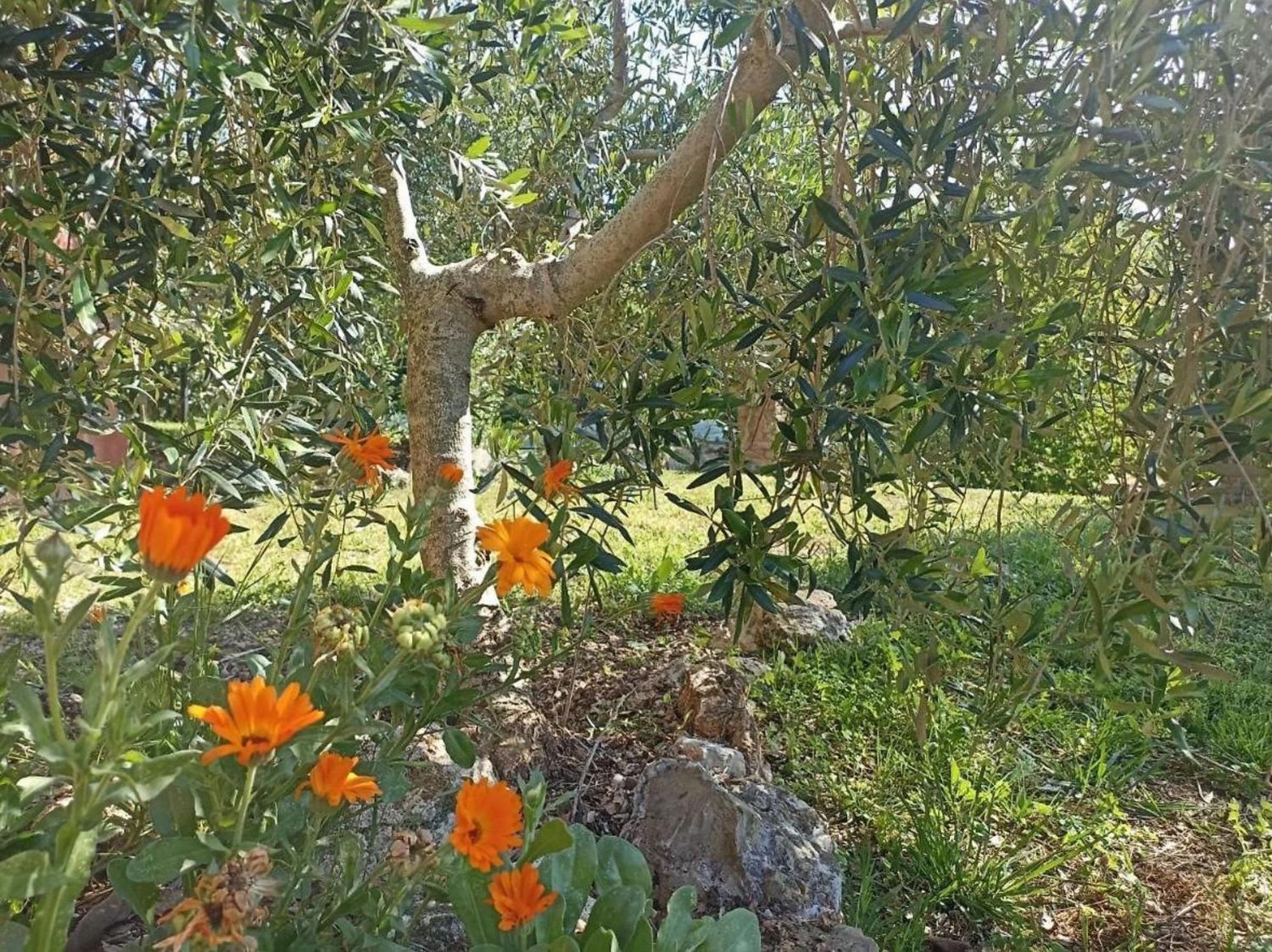 فيلا La Mandriana ماسا ماريتيما المظهر الخارجي الصورة