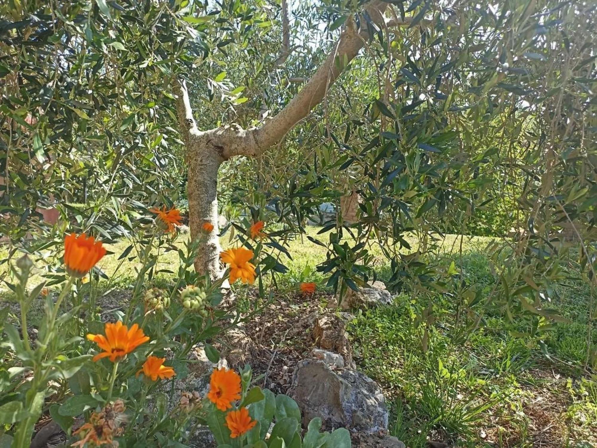 فيلا La Mandriana ماسا ماريتيما المظهر الخارجي الصورة